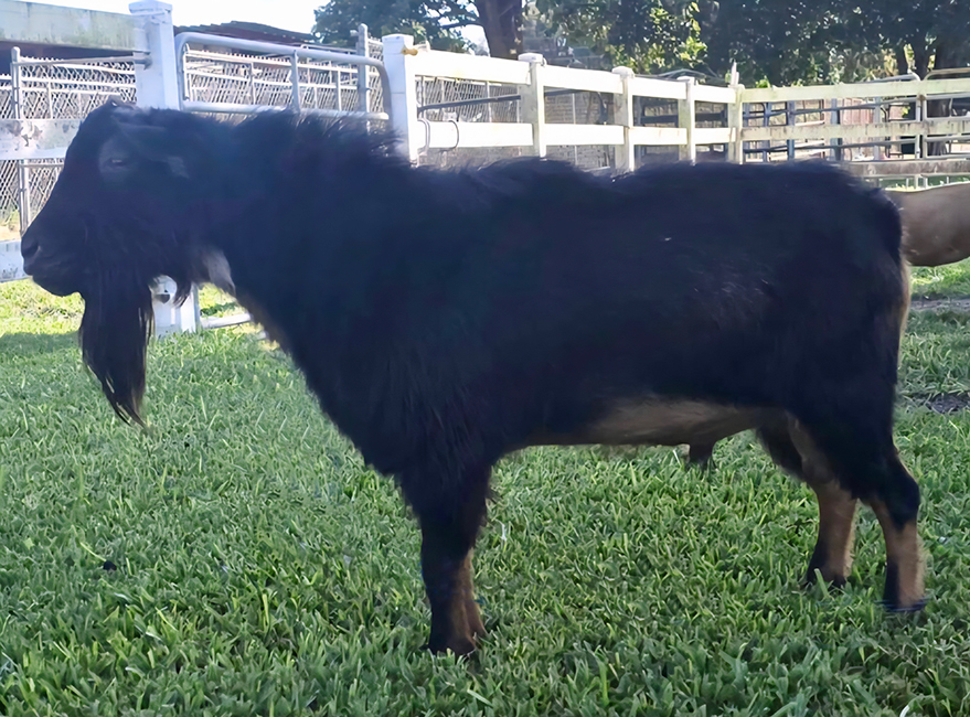 Agape's Prize Blessed Up